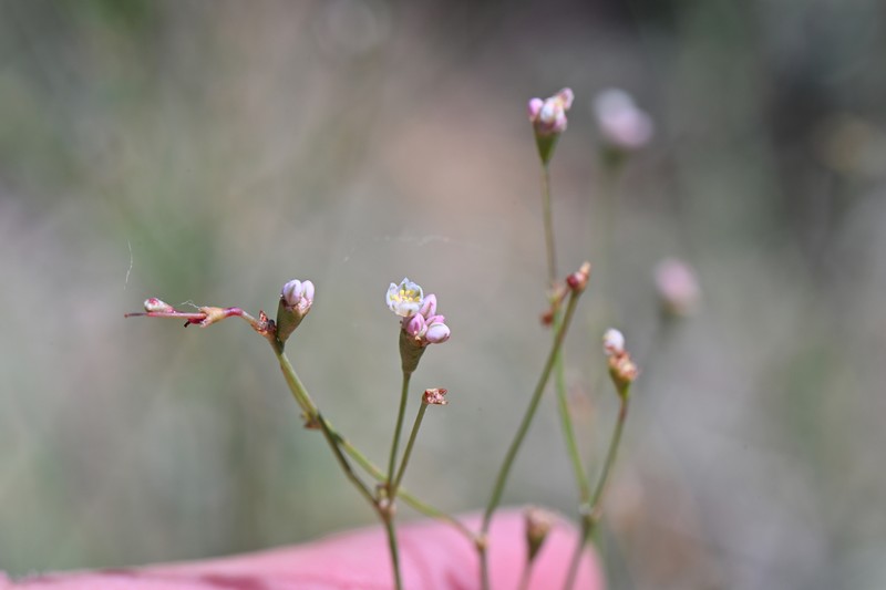 Eriogonum tenellum var. tenellum photo 3