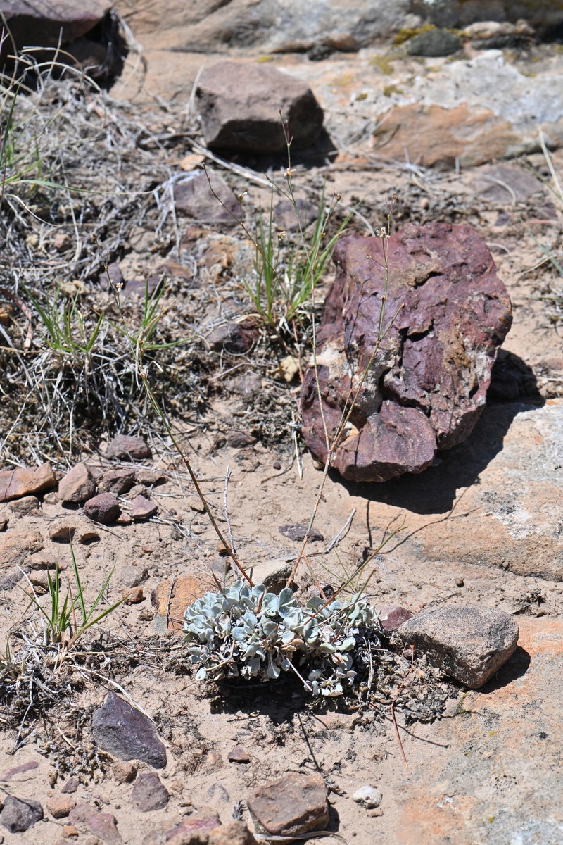 Eriogonum tenellum var. tenellum photo 4