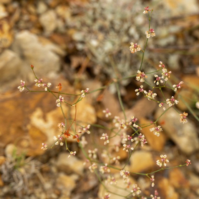 Eriogonum tenellum var. tenellum photo 5