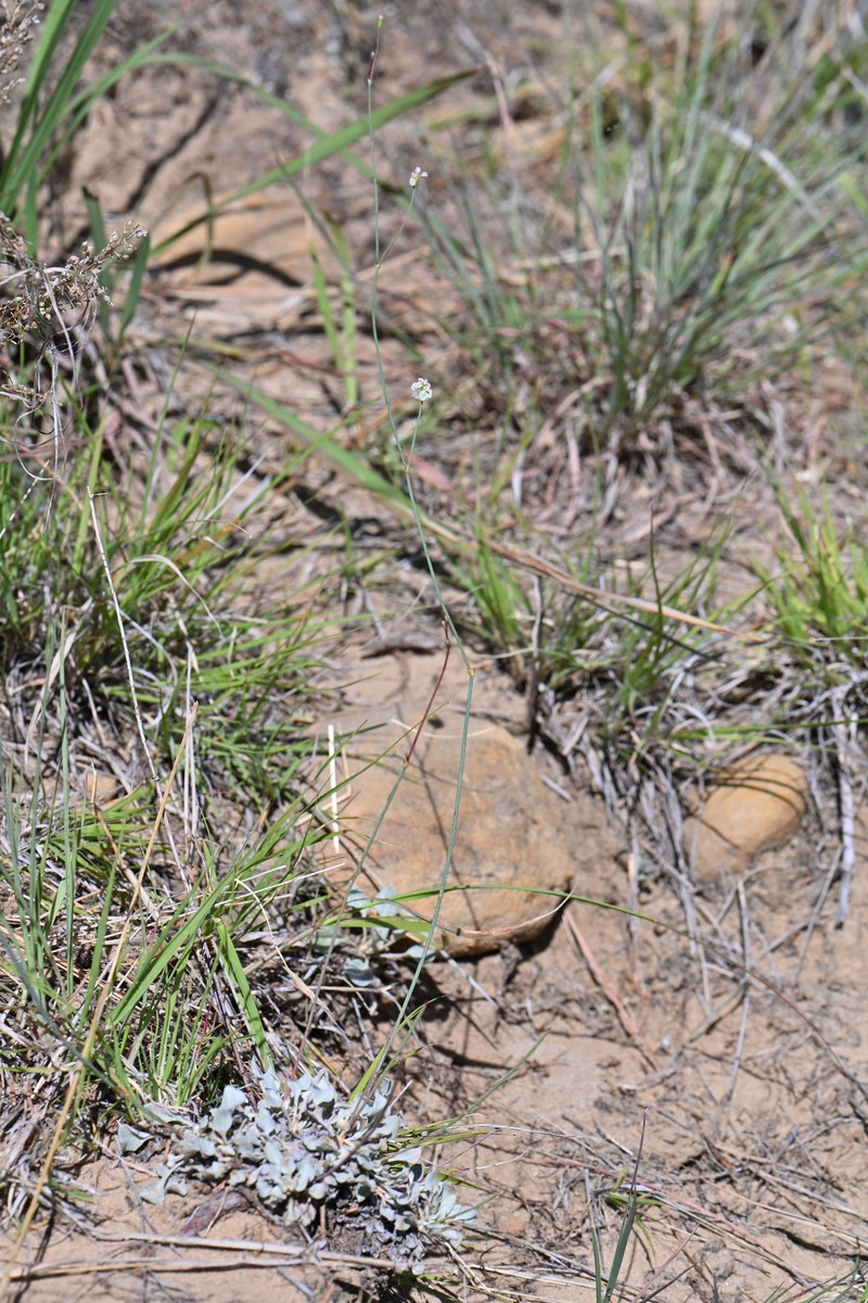 Eriogonum tenellum var. tenellum photo 6