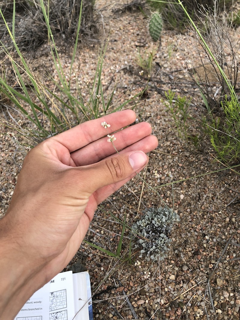 Eriogonum tenellum var. tenellum photo 7
