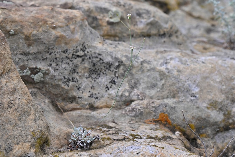 Eriogonum tenellum var. tenellum photo 8