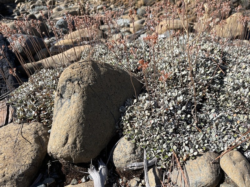 Ternate Buckwheat photo 2