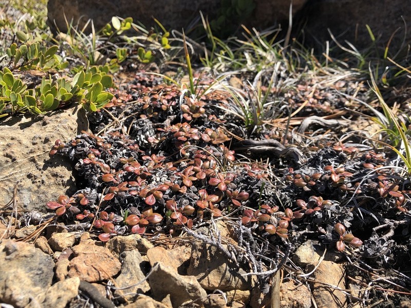 Ternate Buckwheat photo 5