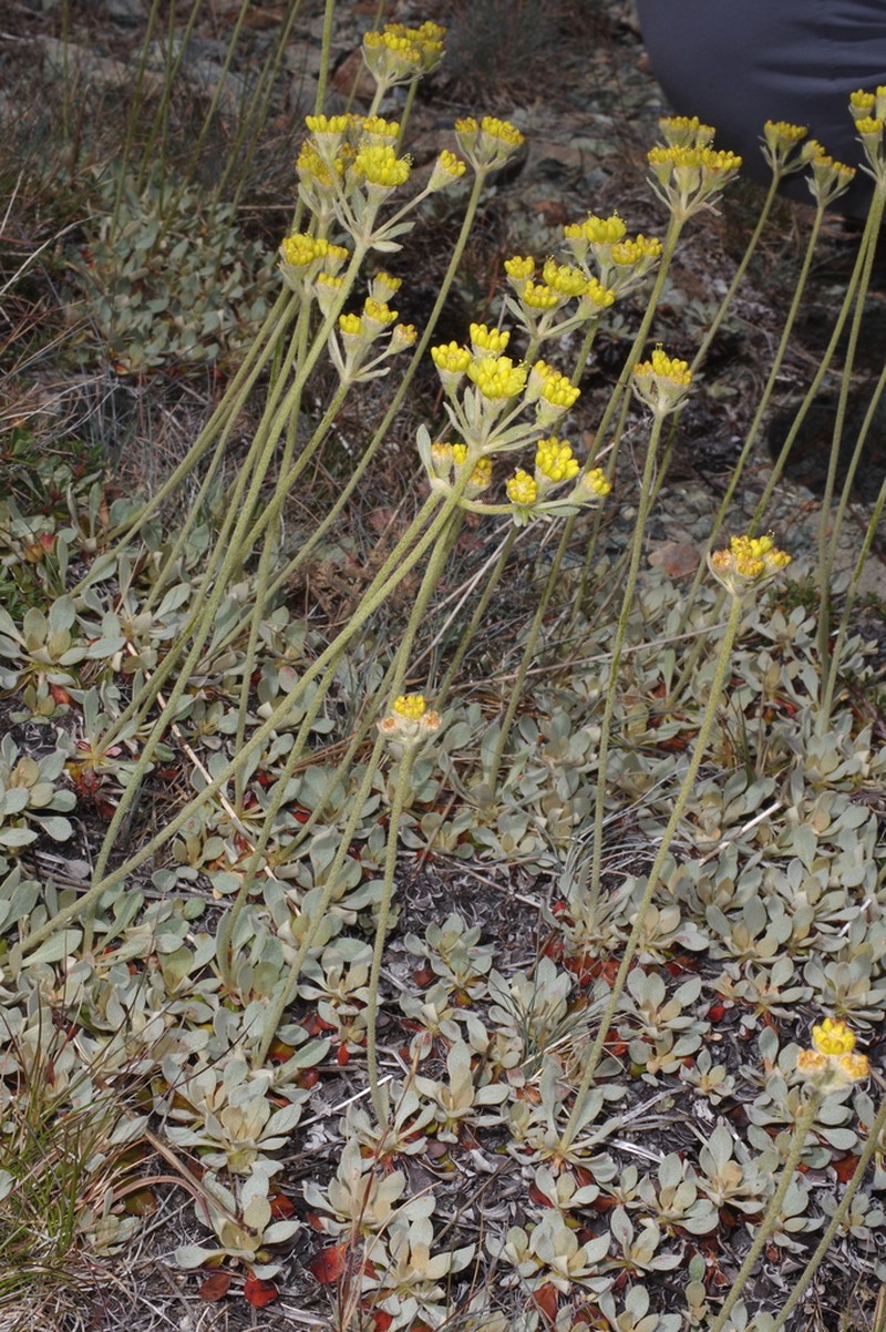 Ternate Buckwheat photo 8