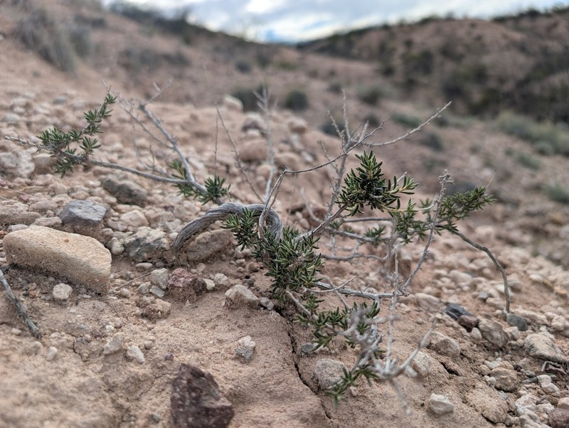Eriogonum terrenatum photo 3