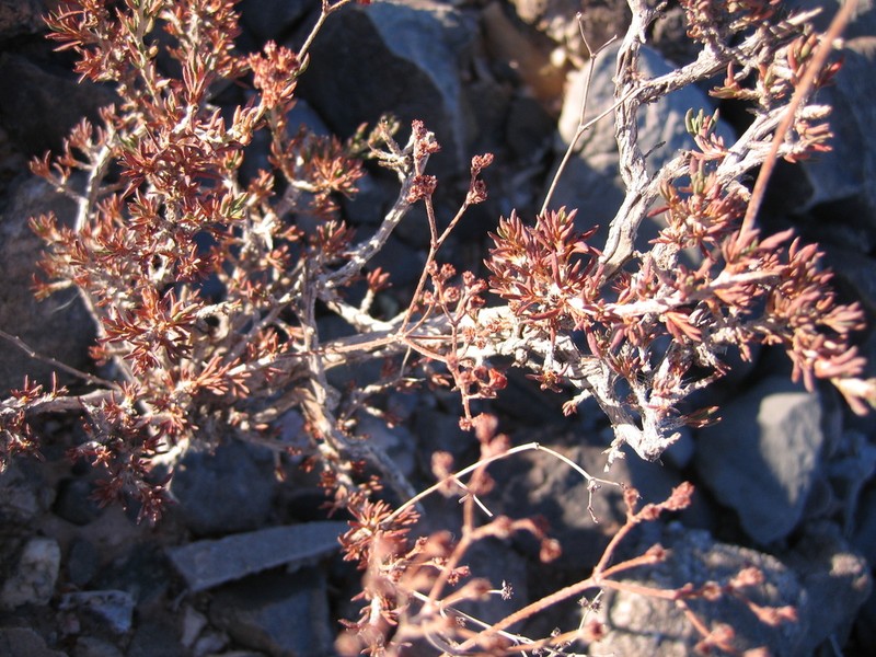 Eriogonum terrenatum photo 4