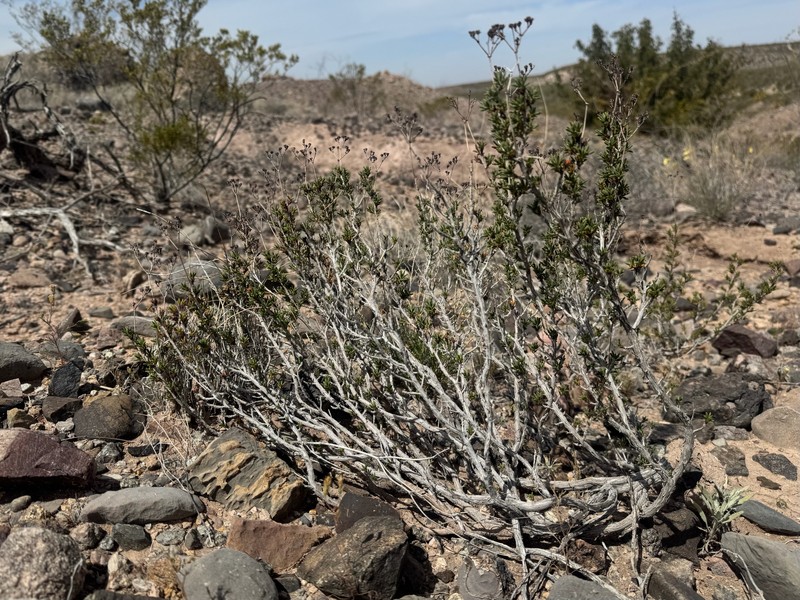 Eriogonum terrenatum photo 6