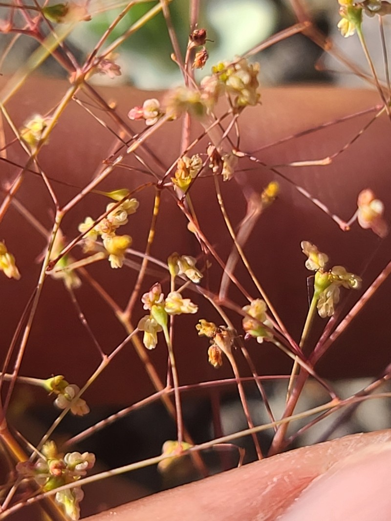 Thomas' Buckwheat photo 2