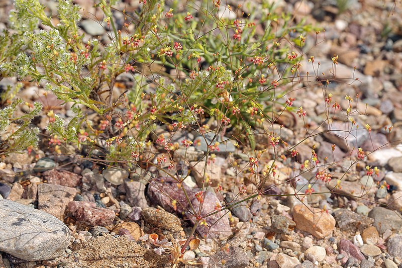 Thomas' Buckwheat photo 3