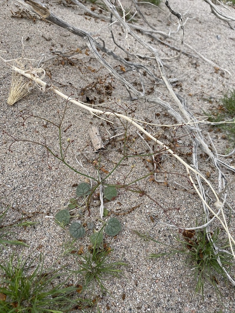 Thomas' Buckwheat photo 4