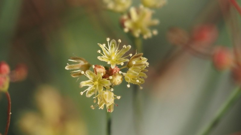 Thomas' Buckwheat photo 5