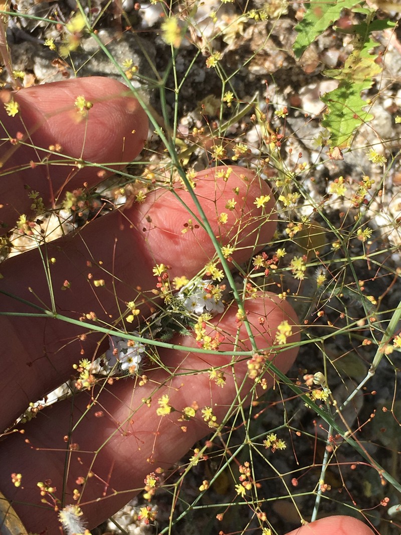 Thomas' Buckwheat photo 6