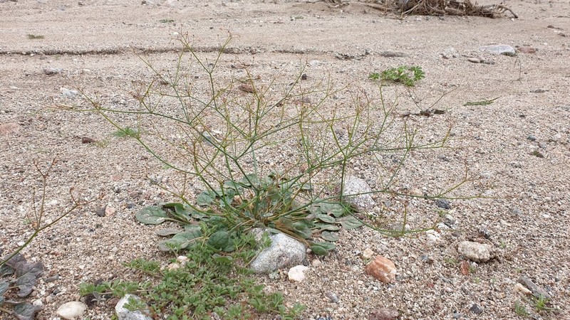 Thomas' Buckwheat photo 8