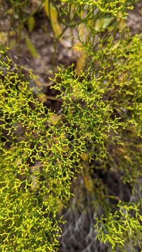 Thompson's Buckwheat