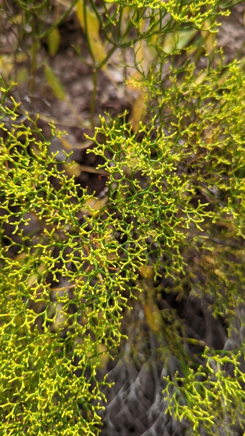 Thompson's Buckwheat