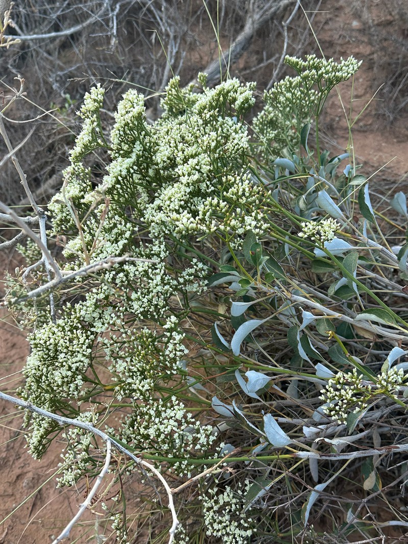 Thompson's Buckwheat photo 2