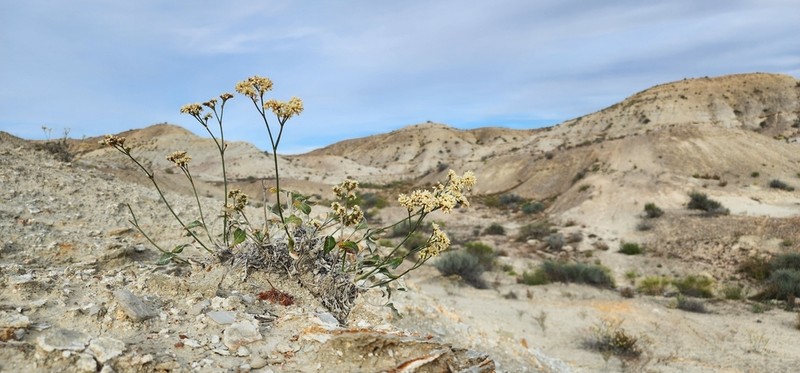 Thompson's Buckwheat photo 3