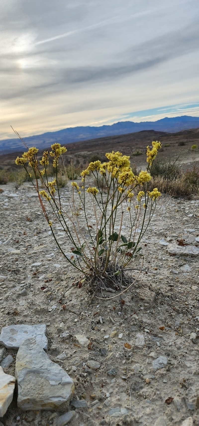 Thompson's Buckwheat photo 4