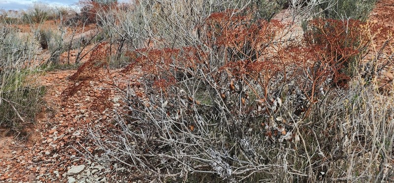 Thompson's Buckwheat photo 5