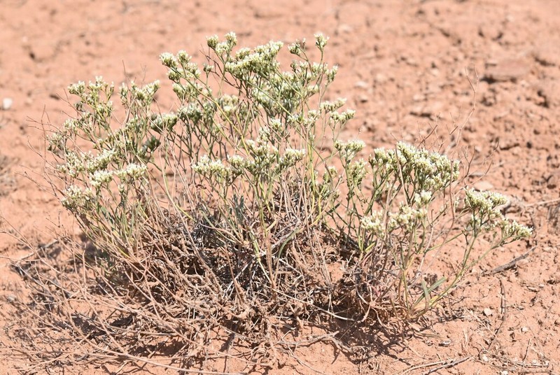 Thompson's Buckwheat photo 6