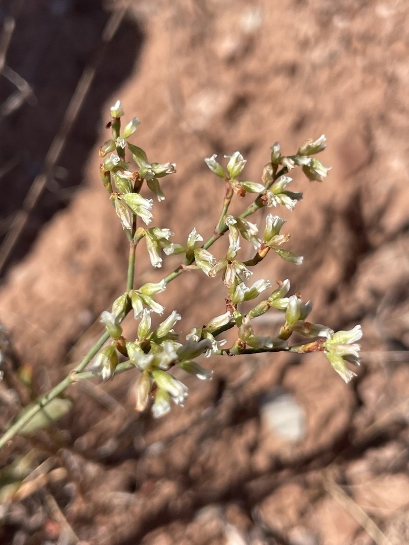 Thompson's Buckwheat photo 7