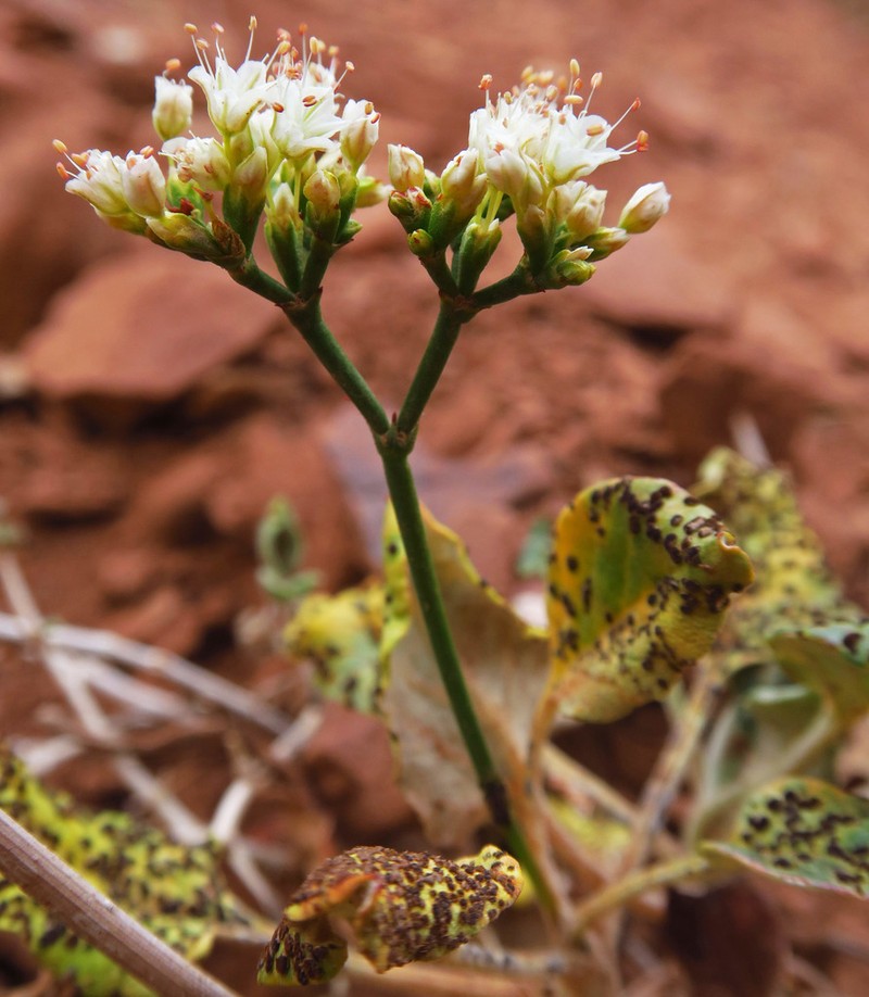 Thompson's Buckwheat photo 8