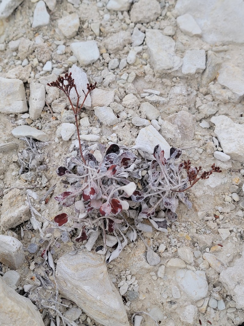 Eriogonum thompsoniae var. albiflorum