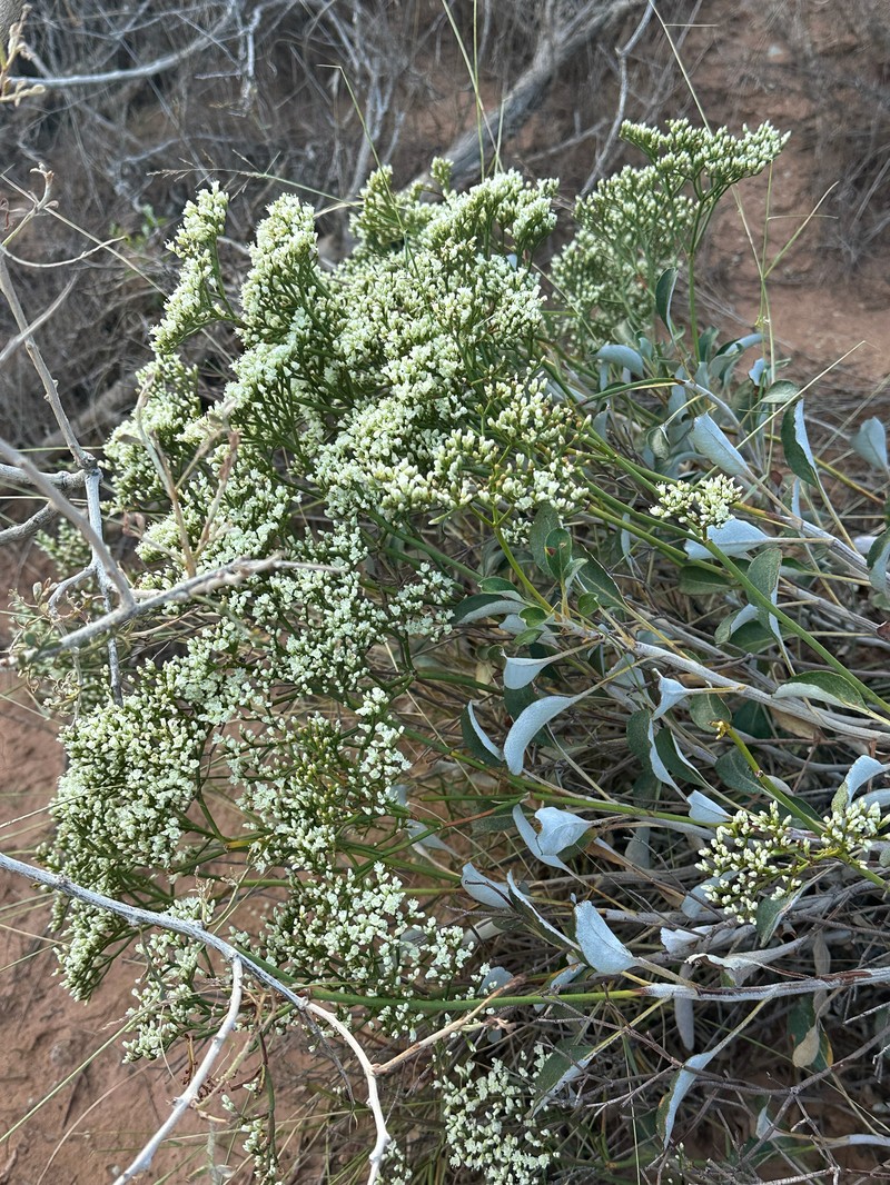 Eriogonum thompsoniae var. albiflorum photo 2
