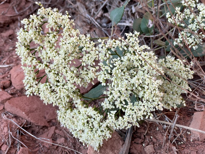 Eriogonum thompsoniae var. albiflorum photo 3