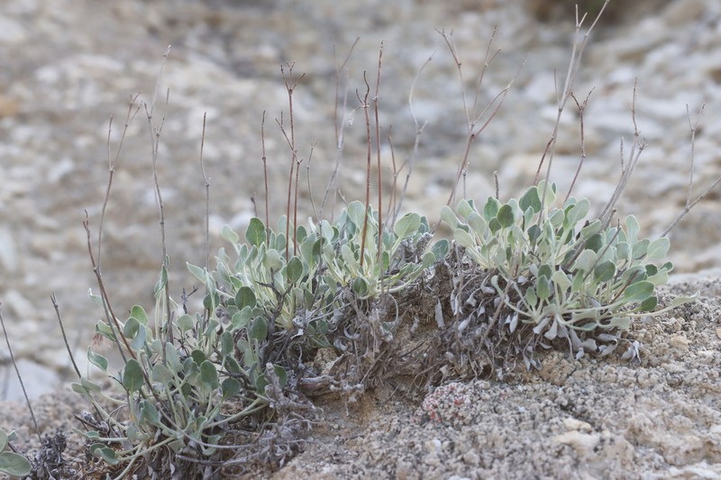 Eriogonum thompsoniae var. albiflorum photo 4