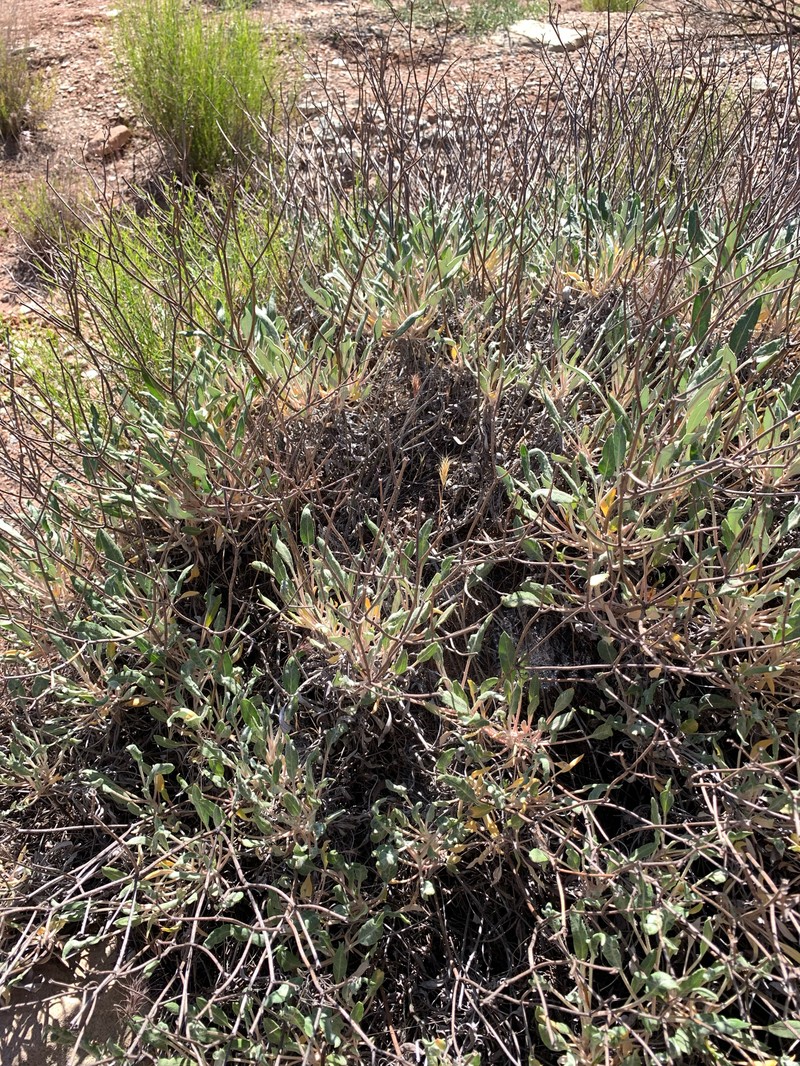 Eriogonum thompsoniae var. albiflorum photo 5