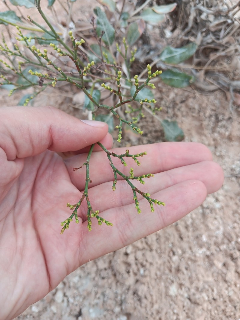 Eriogonum thompsoniae var. albiflorum photo 6