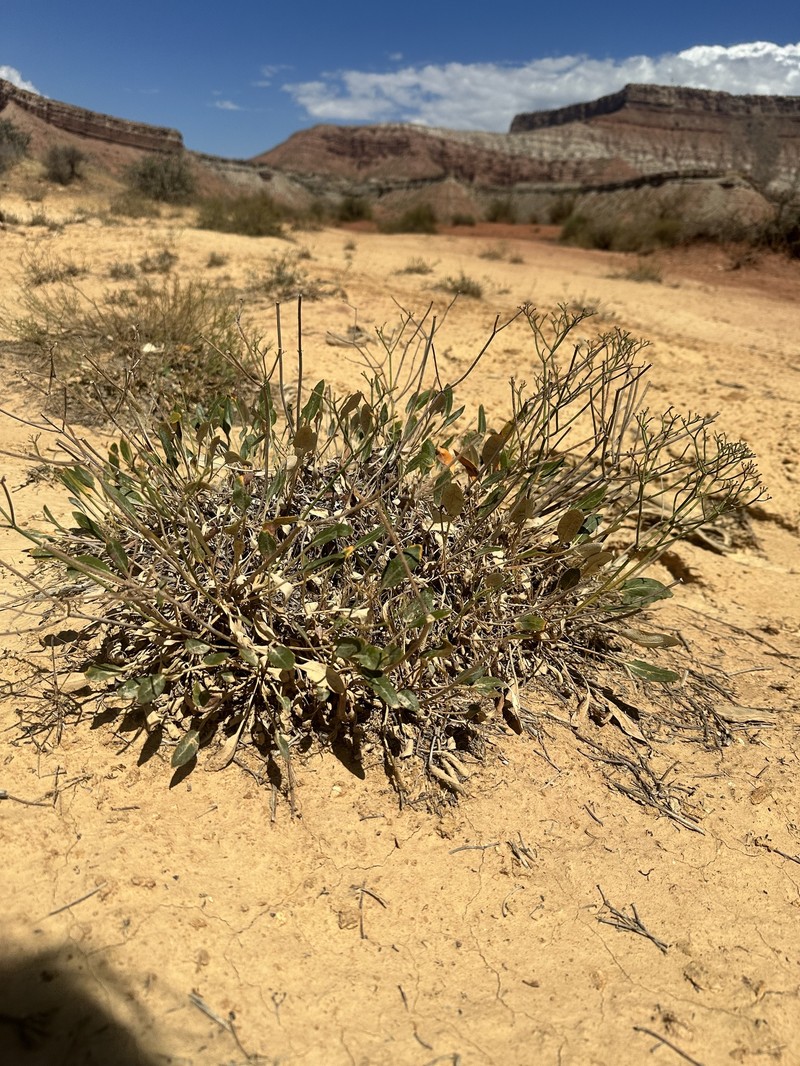Eriogonum thompsoniae var. albiflorum photo 7