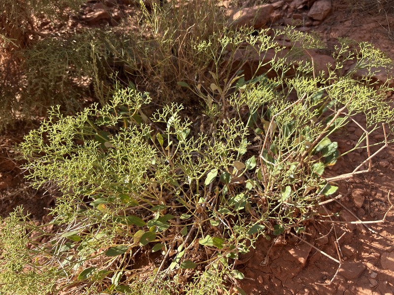 Eriogonum thompsoniae var. albiflorum photo 8