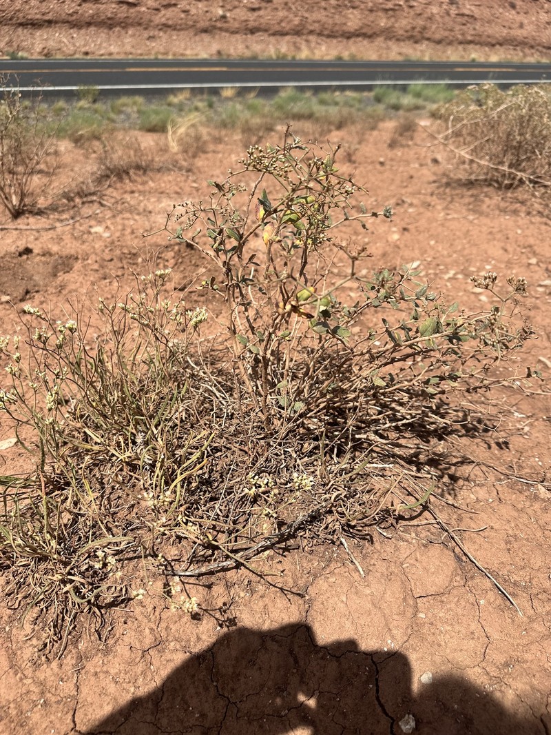 Eriogonum thompsoniae var. atwoodii