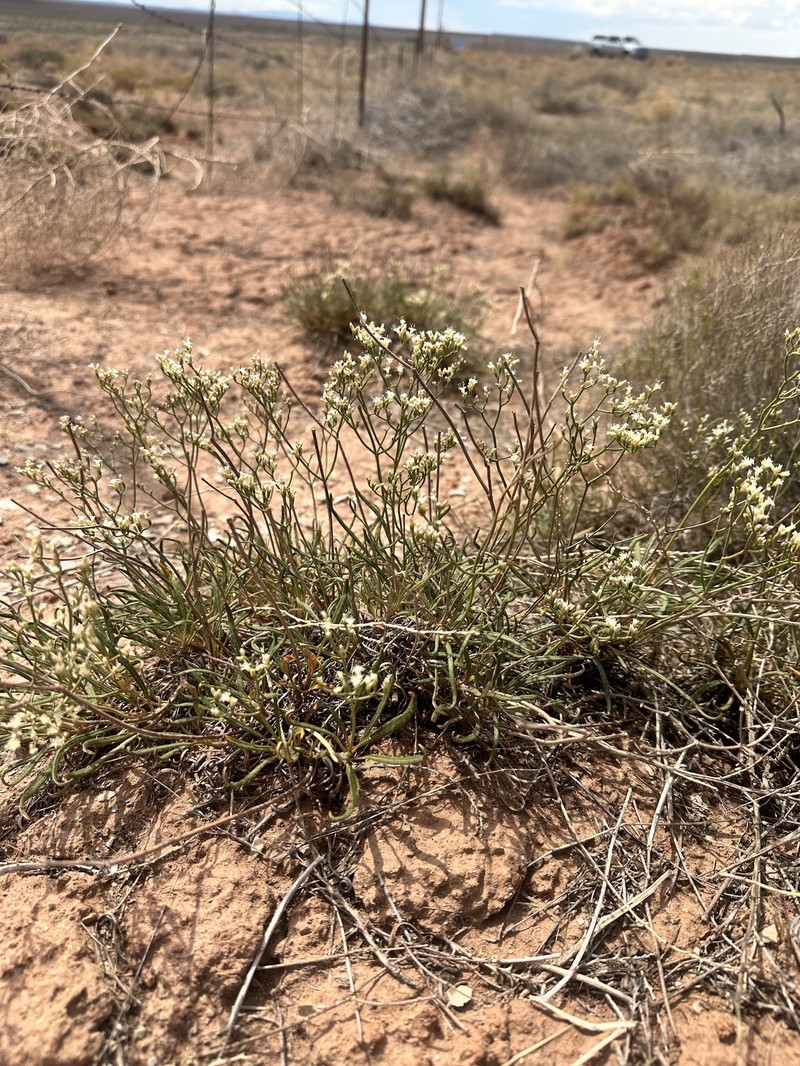 Eriogonum thompsoniae var. atwoodii photo 2