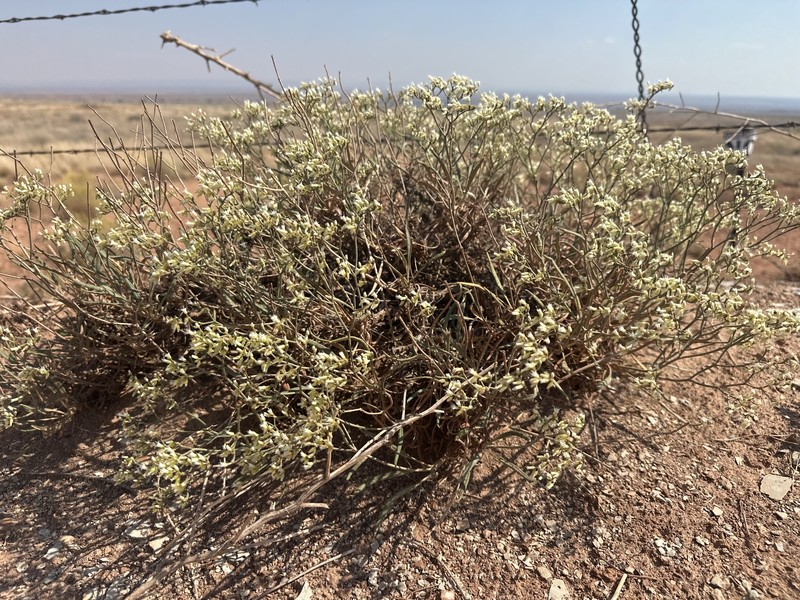 Eriogonum thompsoniae var. atwoodii photo 3