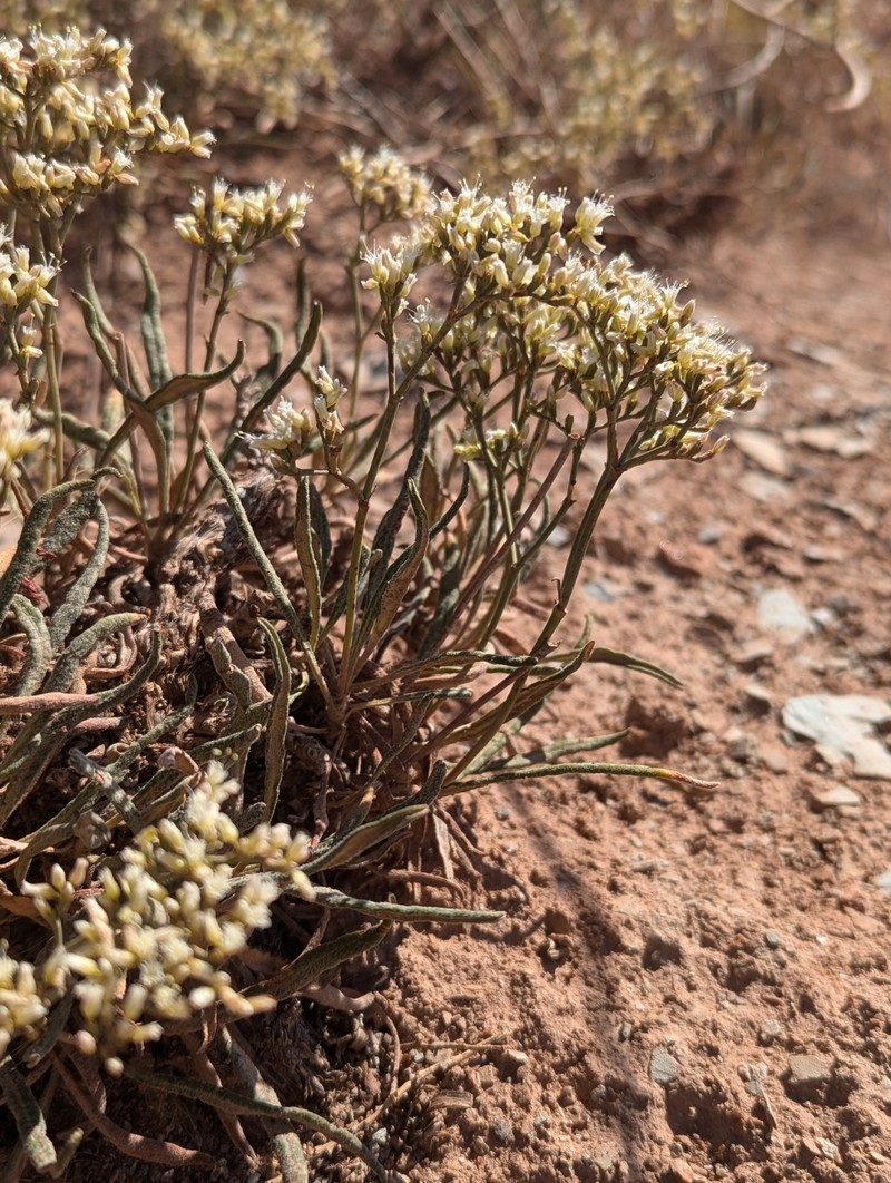Eriogonum thompsoniae var. atwoodii photo 4