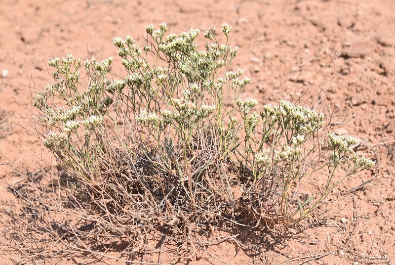 Eriogonum thompsoniae var. atwoodii photo 5
