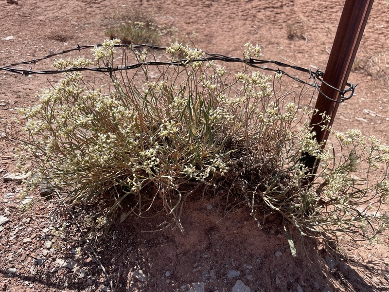 Eriogonum thompsoniae var. atwoodii photo 6