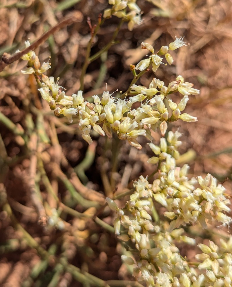 Eriogonum thompsoniae var. atwoodii photo 7