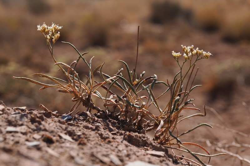 Eriogonum thompsoniae var. atwoodii photo 8
