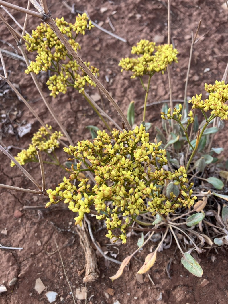 Eriogonum thompsoniae var. thompsoniae