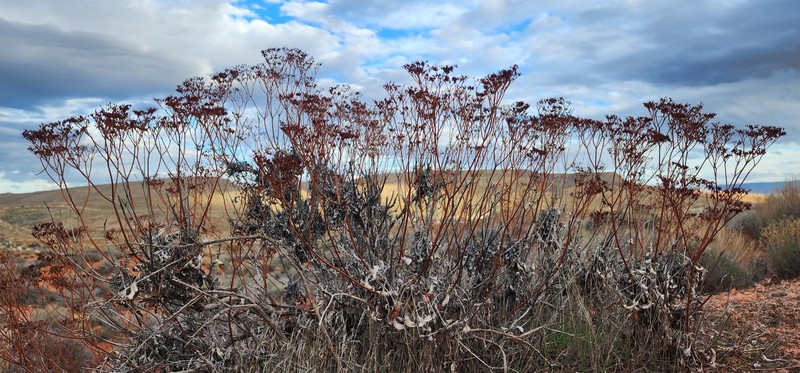Eriogonum thompsoniae var. thompsoniae photo 3