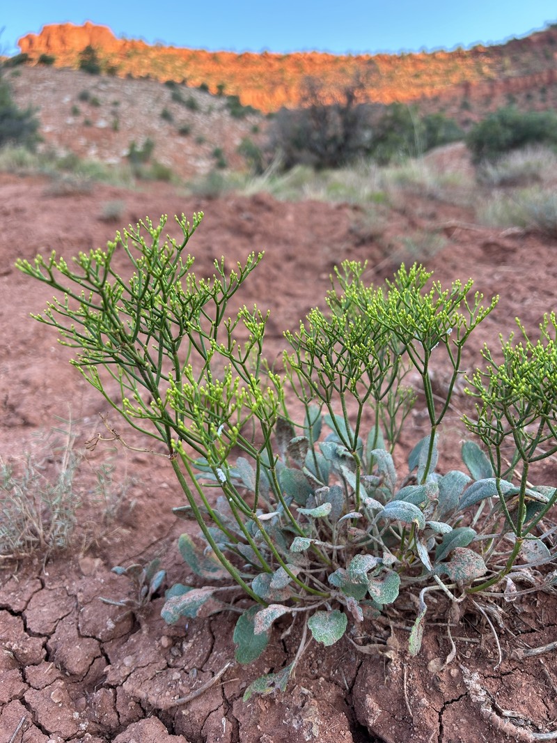 Eriogonum thompsoniae var. thompsoniae photo 4