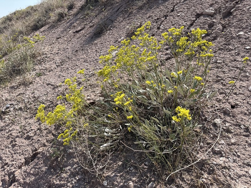 Eriogonum thompsoniae var. thompsoniae photo 5