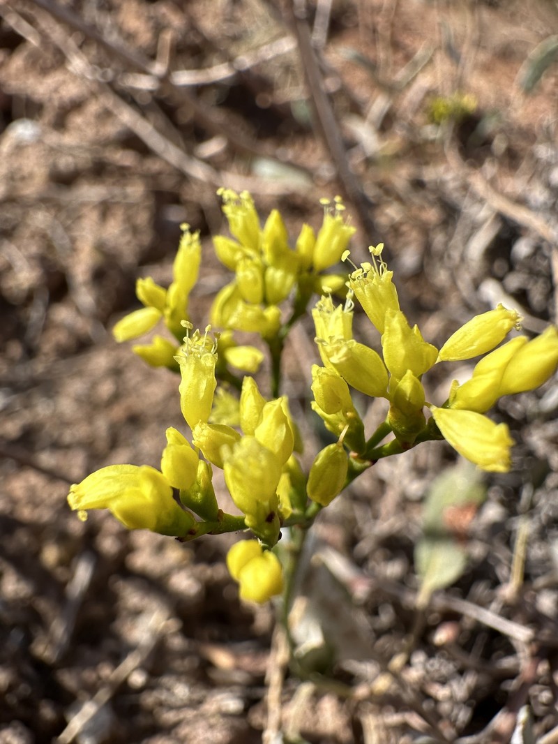 Eriogonum thompsoniae var. thompsoniae photo 6