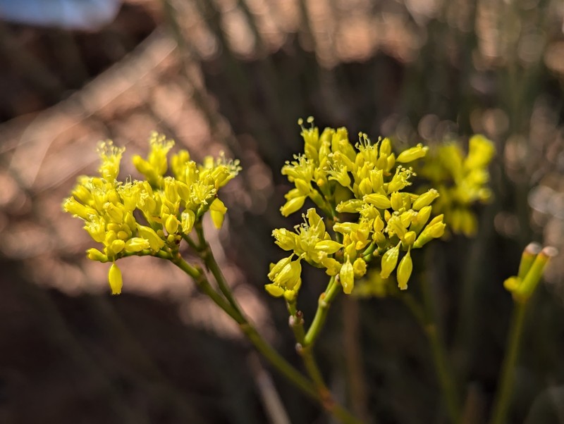 Eriogonum thompsoniae var. thompsoniae photo 7