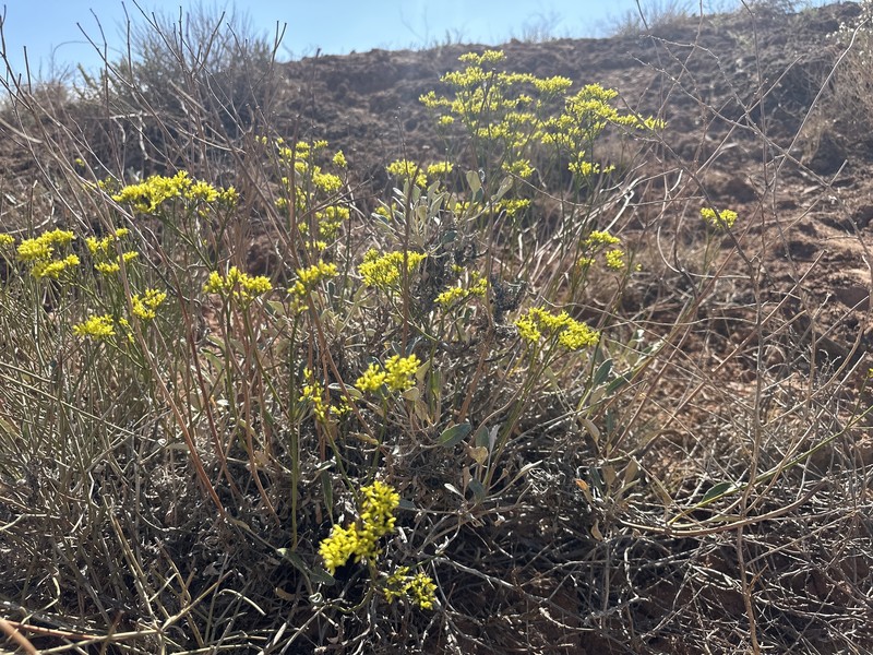 Eriogonum thompsoniae var. thompsoniae photo 8